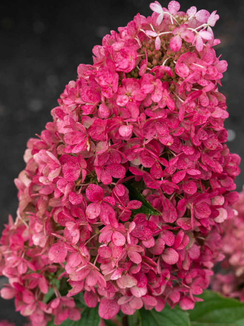 Гортензія Raspberry Pink